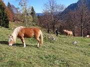 41 Bei cavalli al pascolo